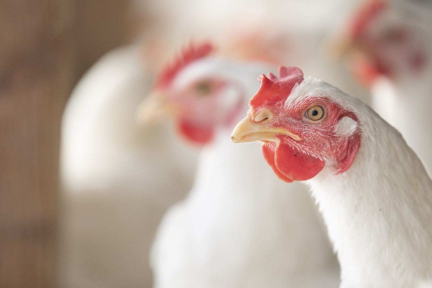 Bioinsumos e bioaditivos: a importância do controle de qualidade na criação de aves