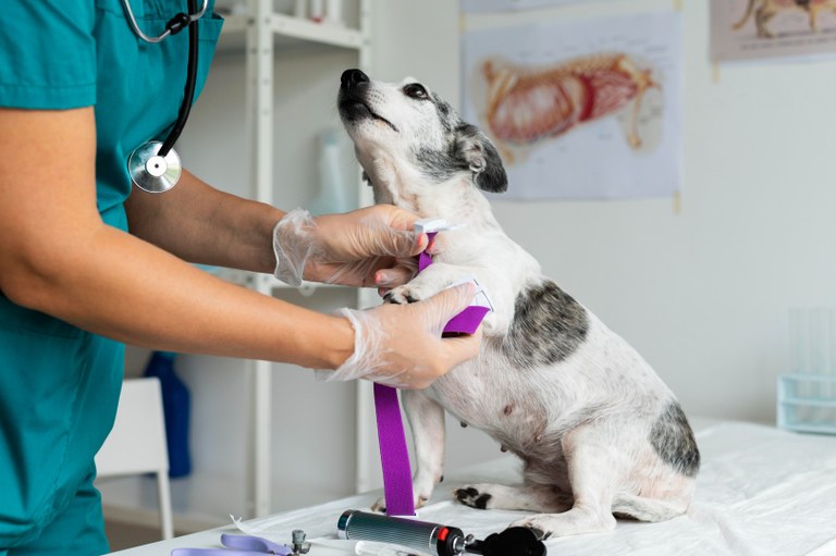 Coleta de exames de sangue em animais: como fazer e onde fazer em Maringá