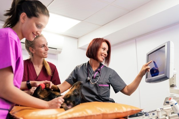 Porque realizar os exames do seu pet em um centro de diagnóstico veterinário?