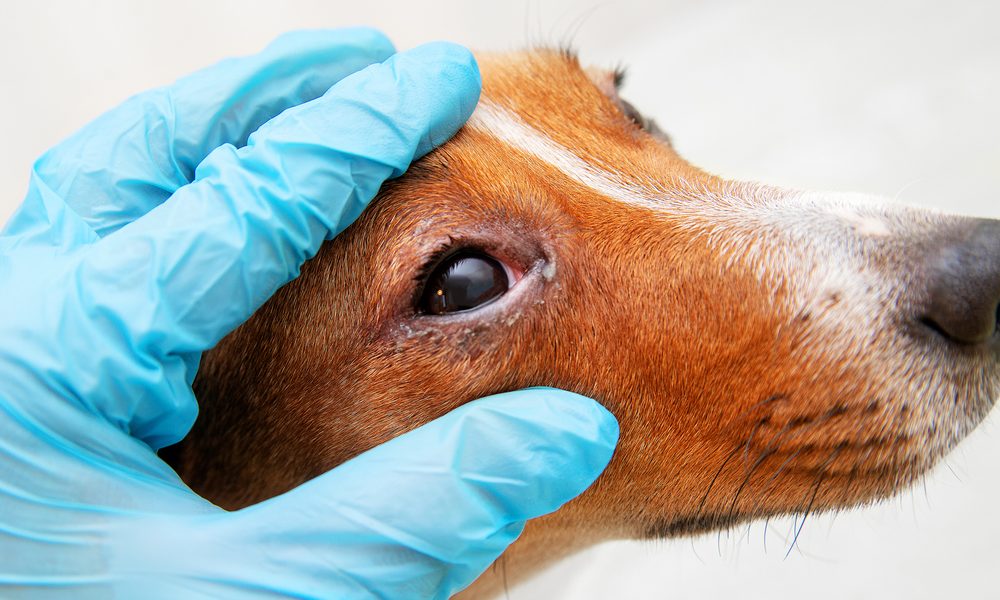 Animais Vacinados Podem Ter Cinomose?