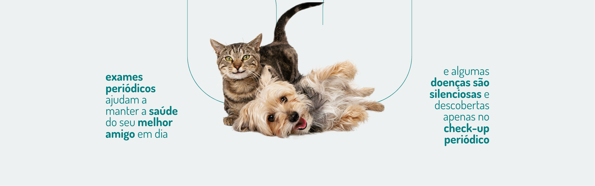 plantão veterinário