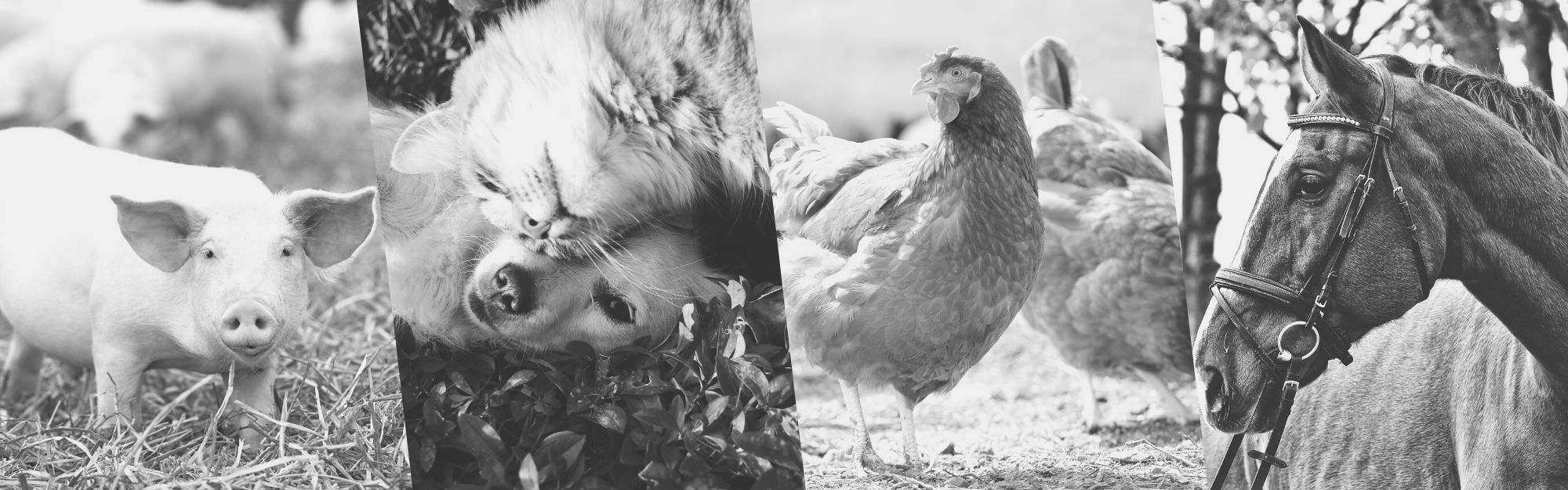 plantão veterinário