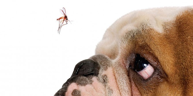 Dengue: seu pet pode ficar doente?