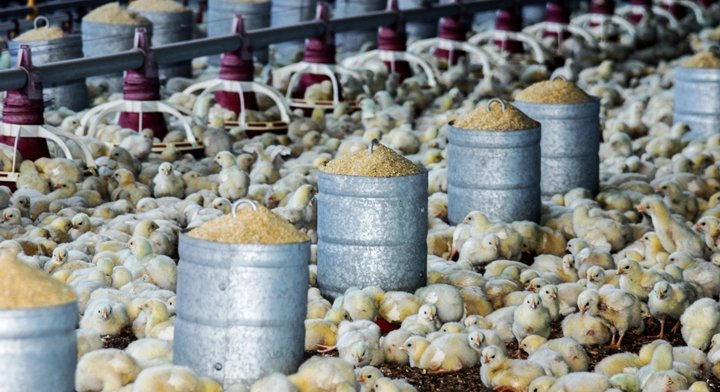 Enterobactérias na ração animal: o que essa análise revela sobre a qualidade microbiológica?
