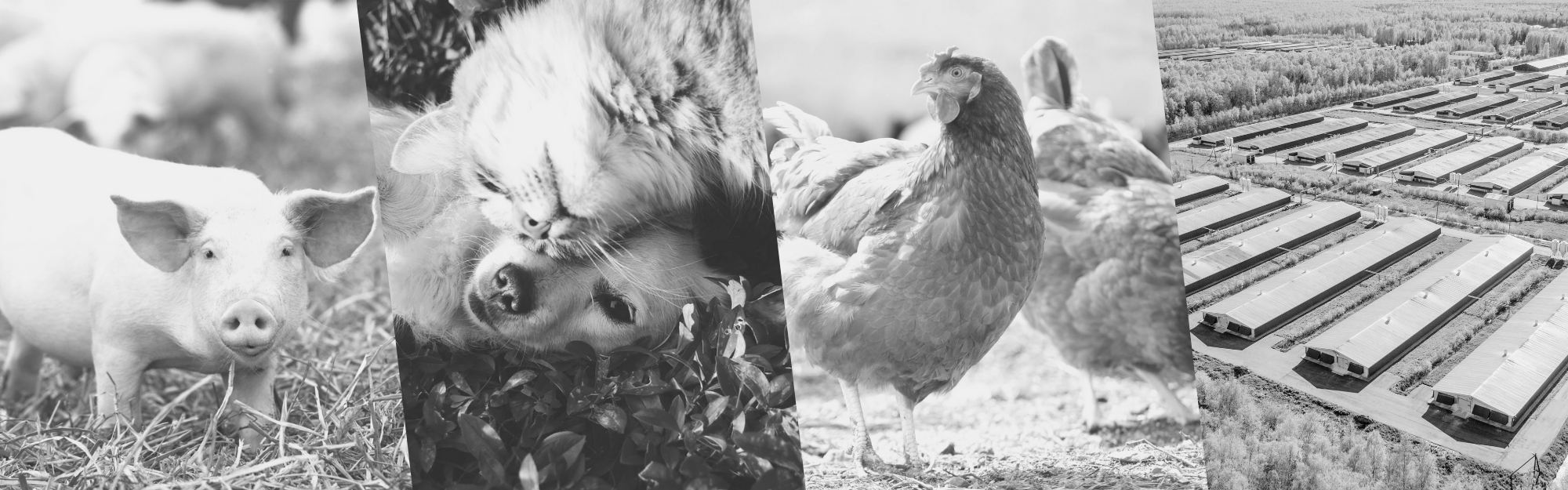 lABORATÓRIO VETERNIARIO EM MARINGA