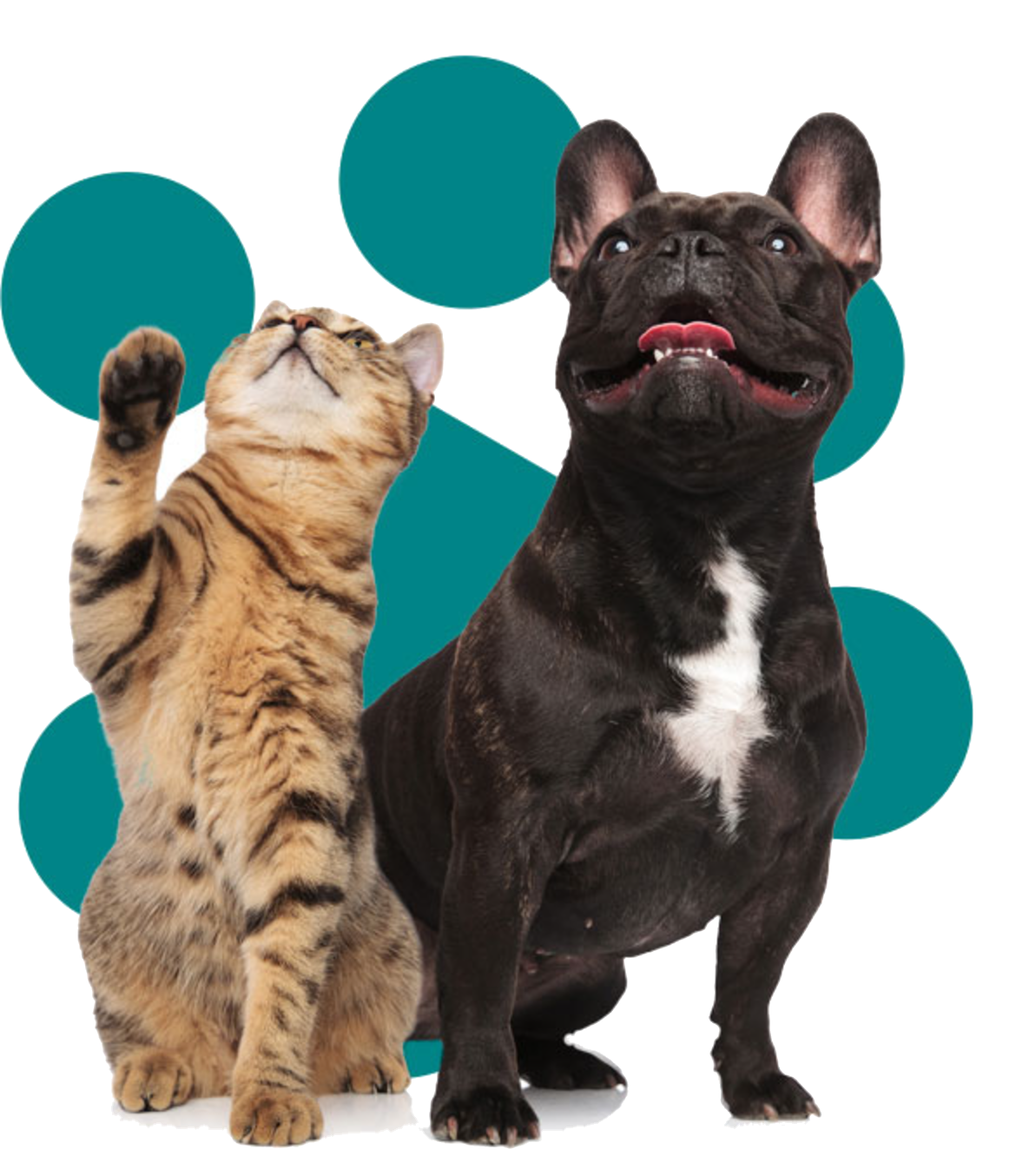Gato e cachorro
